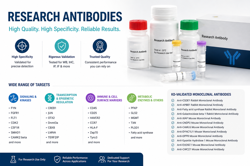 CCR7 Antibody (N-term)
