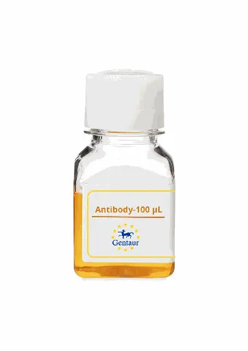 [PA019044GA01HU-100 µL] PTPN7 Antibody