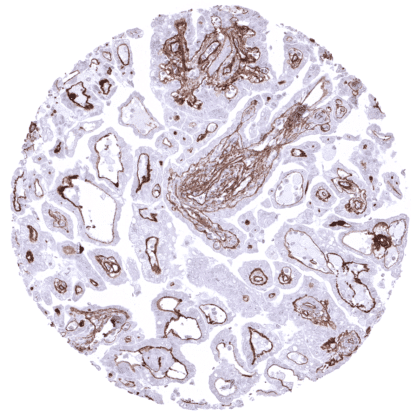 [sk1418] Collagen IV (MSVA-704R)