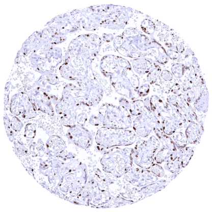 [sk1427] Cyclin E1 (MSVA-898R)