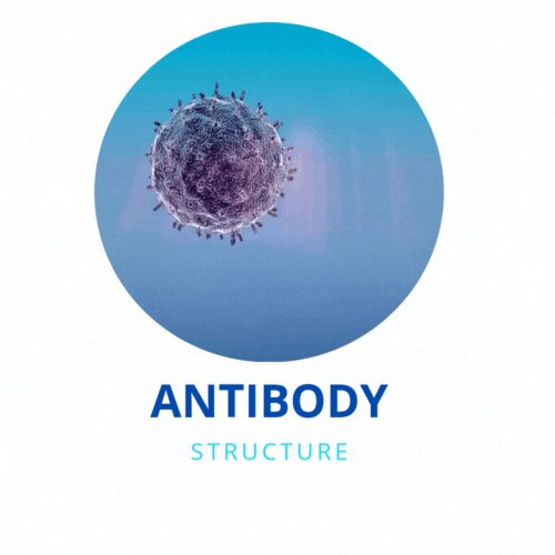 Antibody Structure